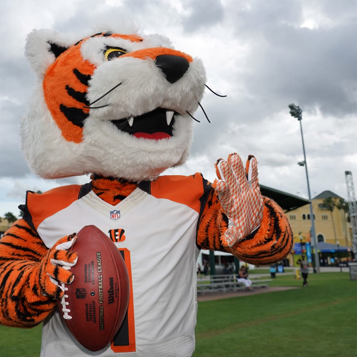 Bengals head to the Super Bowl in the Year of the Tiger : NPR